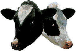 cowblink.gif (10606 bytes)